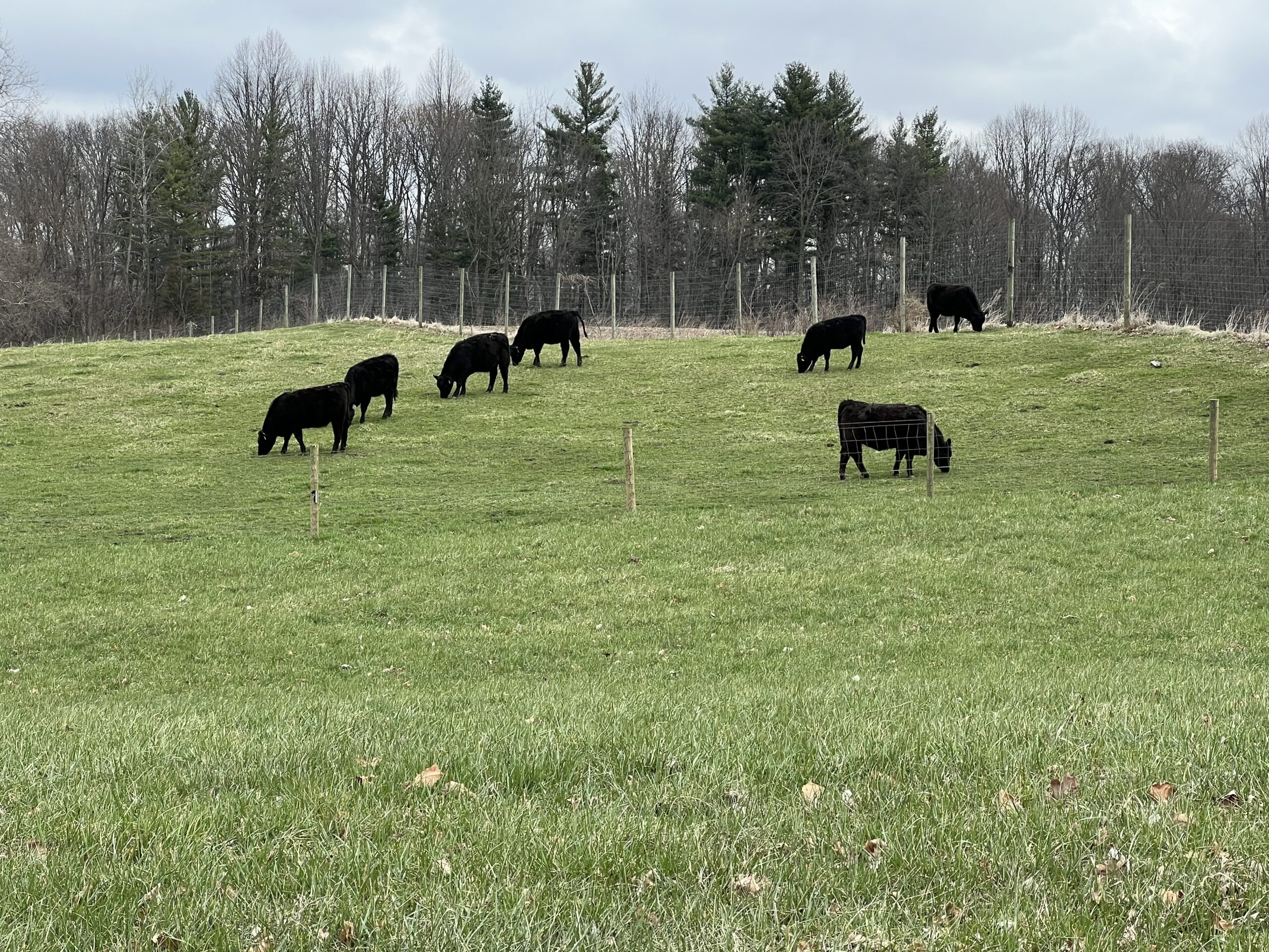Meat Processor Indiana Maxwell Meats