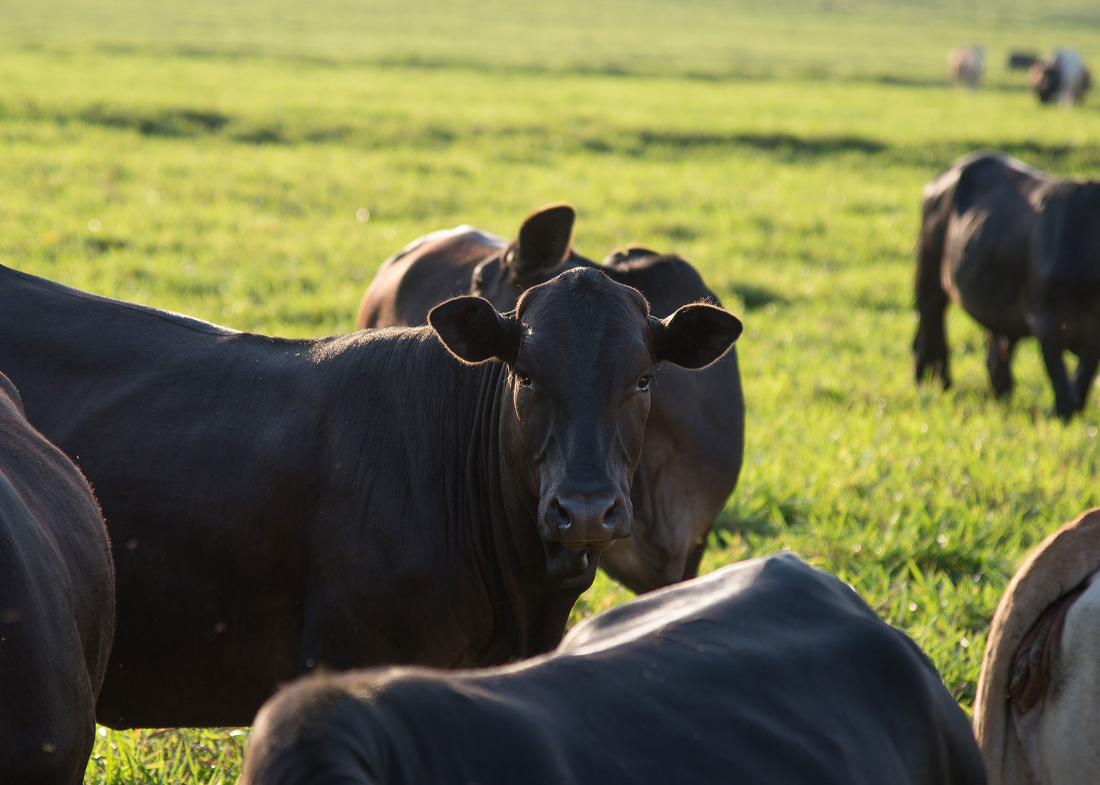 Meat Processor Indiana Maxwell Meats Butcher